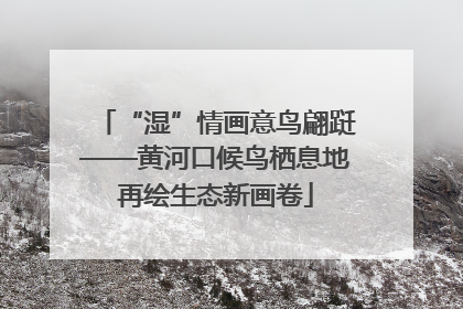 “湿”情画意鸟翩跹——黄河口候鸟栖息地再绘生态新画卷