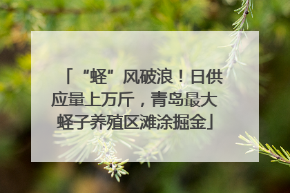 “蛏”风破浪！日供应量上万斤，青岛最大蛏子养殖区滩涂掘金