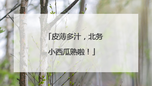 皮薄多汁，北务小西瓜熟啦！