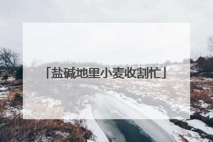 盐碱地里小麦收割忙