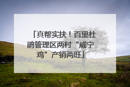 真帮实扶！百里杜鹃管理区两村“威宁鸡”产销两旺