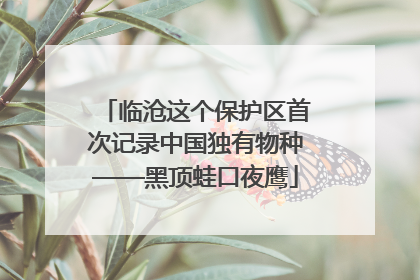 临沧这个保护区首次记录中国独有物种——黑顶蛙口夜鹰