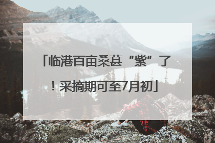 临港百亩桑葚“紫”了！采摘期可至7月初