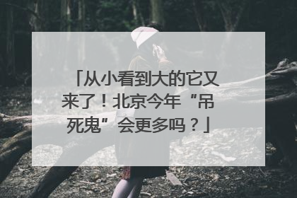 从小看到大的它又来了！北京今年“吊死鬼”会更多吗？