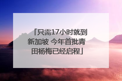 只需17小时就到新加坡 今年首批青田杨梅已经启程