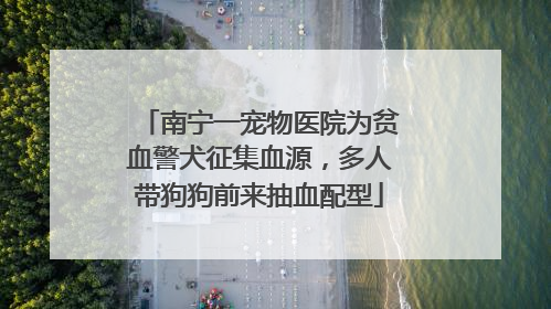 南宁一宠物医院为贫血警犬征集血源，多人带狗狗前来抽血配型