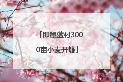 即墨蓝村3000亩小麦开镰
