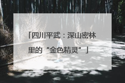 四川平武：深山密林里的“金色精灵”