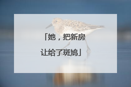 她，把新房让给了斑鸠