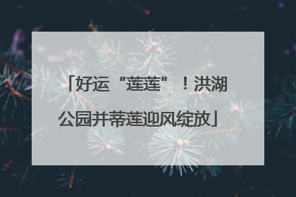 好运“莲莲”！洪湖公园并蒂莲迎风绽放
