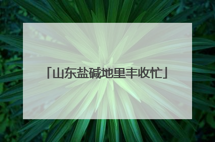 山东盐碱地里丰收忙