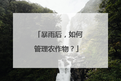 暴雨后，如何管理农作物？