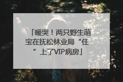 暖哭！两只野生萌宝在抚松林业局“住”上了VIP病房