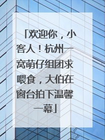 欢迎你，小客人！杭州一窝萌仔组团求喂食，大伯在窗台拍下温馨一幕