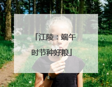 江陵：端午时节种好粮