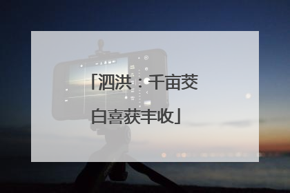 泗洪：千亩茭白喜获丰收