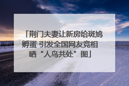 荆门夫妻让新房给斑鸠孵蛋 引发全国网友竞相晒“人鸟共处”图