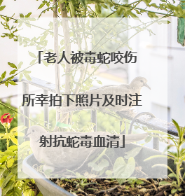 老人被毒蛇咬伤 所幸拍下照片及时注射抗蛇毒血清