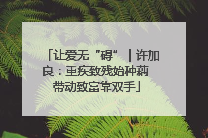 让爱无“碍”｜许加良：重疾致残始种藕 带动致富靠双手