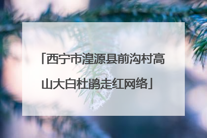 西宁市湟源县前沟村高山大白杜鹃走红网络