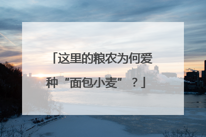 这里的粮农为何爱种“面包小麦”？