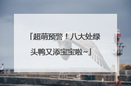 超萌预警！八大处绿头鸭又添宝宝啦~