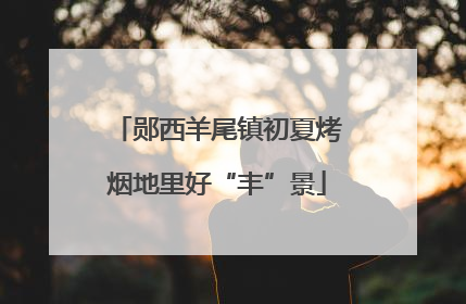 郧西羊尾镇初夏烤烟地里好“丰”景