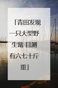 青田发现一只大型野生鼋 目测有六七十斤重