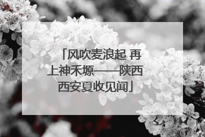 风吹麦浪起 再上神禾塬——陕西西安夏收见闻