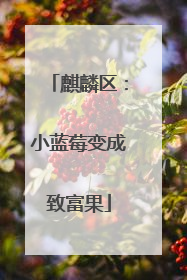 麒麟区：小蓝莓变成致富果