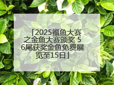 2025福鱼大赛之金鱼大赛颁奖 56尾获奖金鱼免费展览至15日